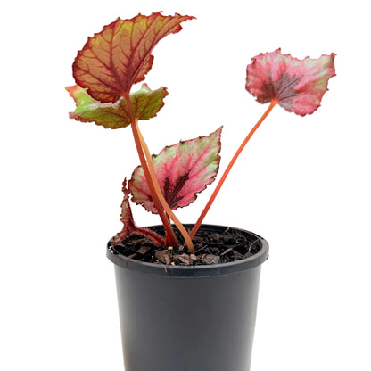 Buy Begonia T-Rex Kotobuki | Colourful Indoor Plant