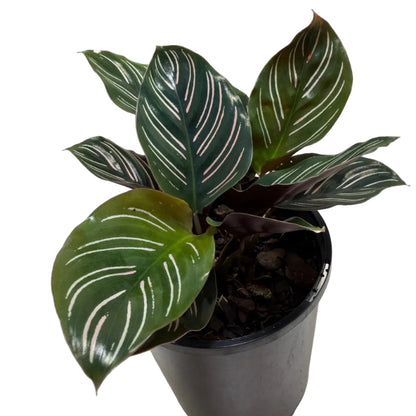 Calathea Ornata-100mm