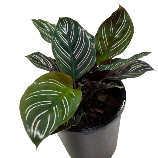 Calathea Ornata-100mm