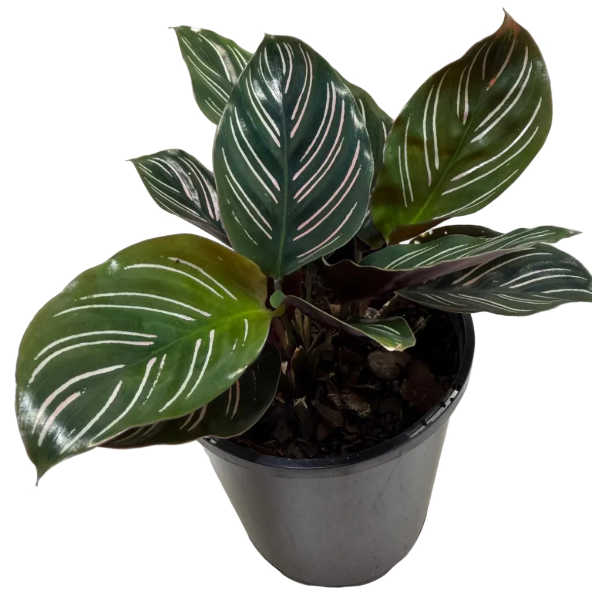 Calathea Ornata-100mm
