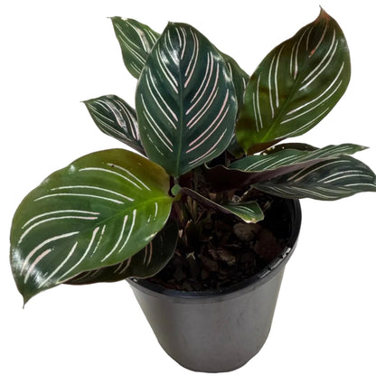 Calathea Ornata-100mm