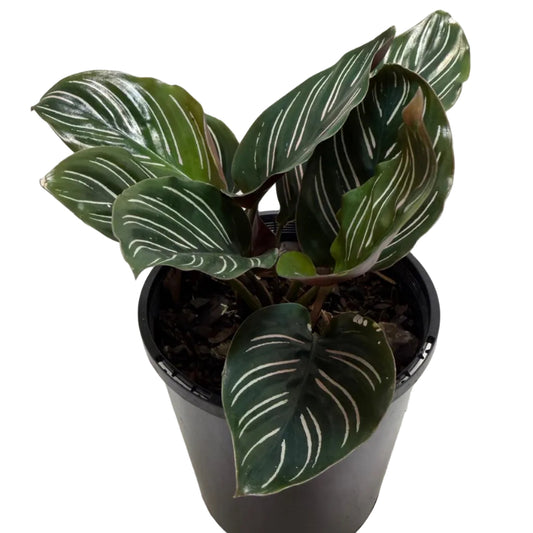 Calathea Ornata-100mm