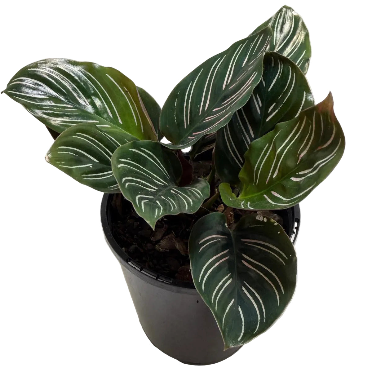 Calathea Ornata-100mm