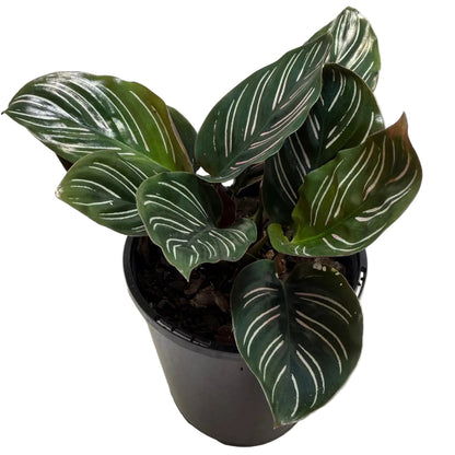 Calathea Ornata-100mm
