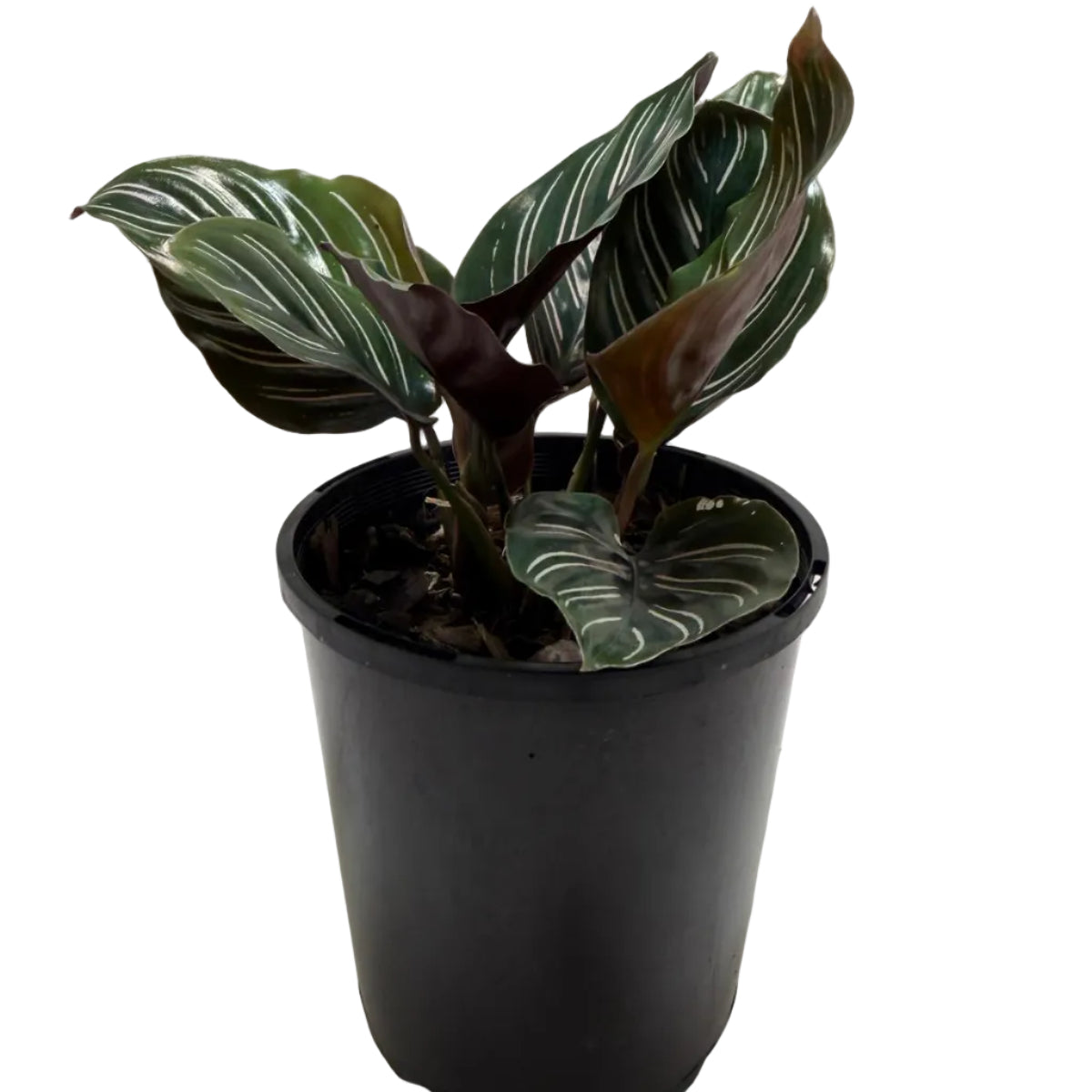 Calathea Ornata-100mm