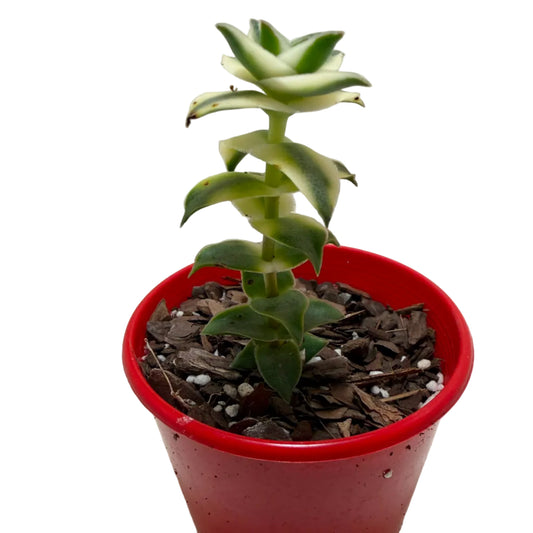 Buy Pagoda Village Variegated | Variegated Succulent