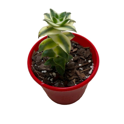 Buy Pagoda Village Variegated | Variegated Succulent