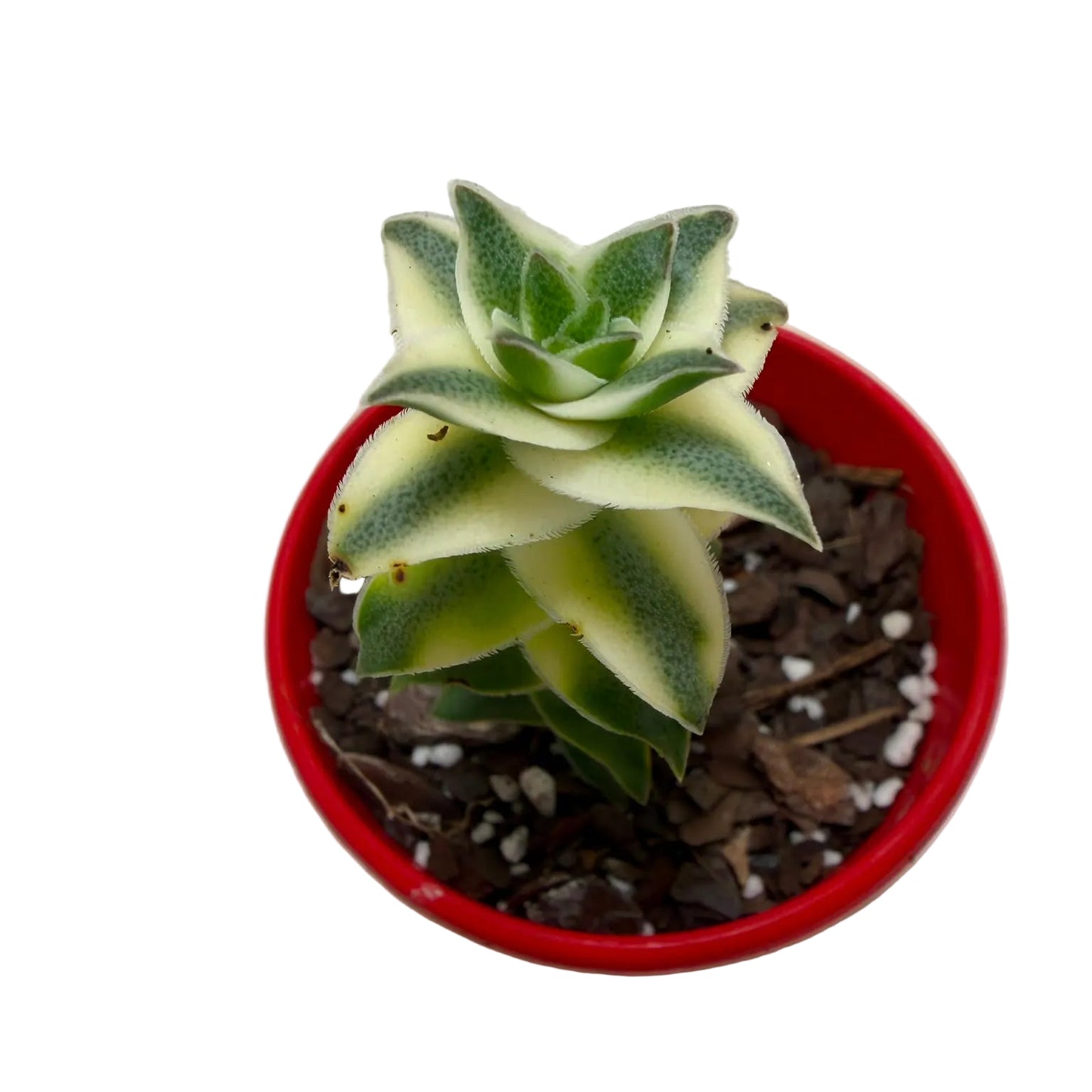 Buy Pagoda Village Variegated | Variegated Succulent