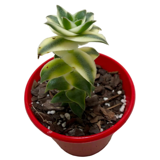 Buy Pagoda Village Variegated | Variegated Succulent