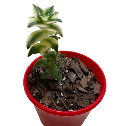 Buy Pagoda Village Variegated | Variegated Succulent