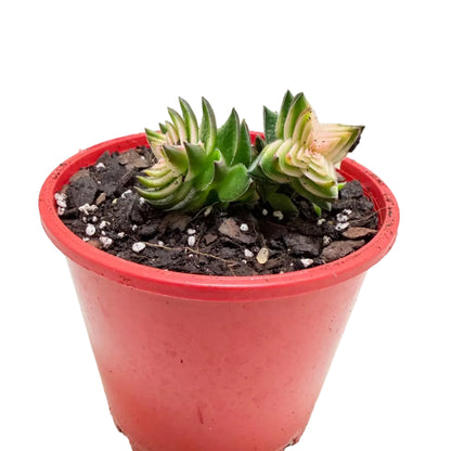 Buy Crassula perforata 'White Variegated' | Variegated Succulent