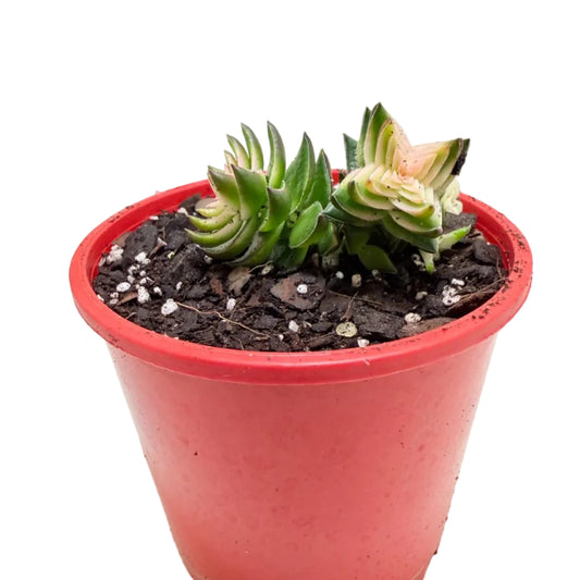 Buy Crassula perforata 'White Variegated' | Variegated Succulent
