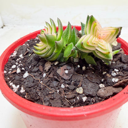 Buy Crassula perforata 'White Variegated' | Variegated Succulent
