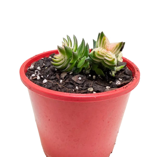 Buy Crassula perforata 'White Variegated' | Variegated Succulent