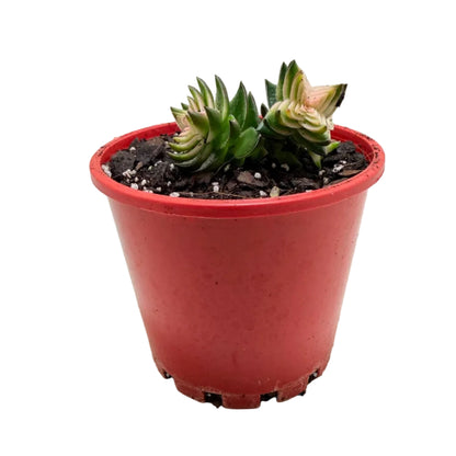 Buy Crassula perforata 'White Variegated' | Variegated Succulent