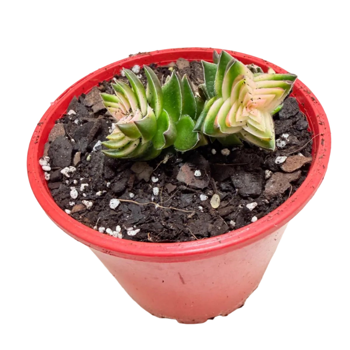 Buy Crassula perforata 'White Variegated' | Variegated Succulent