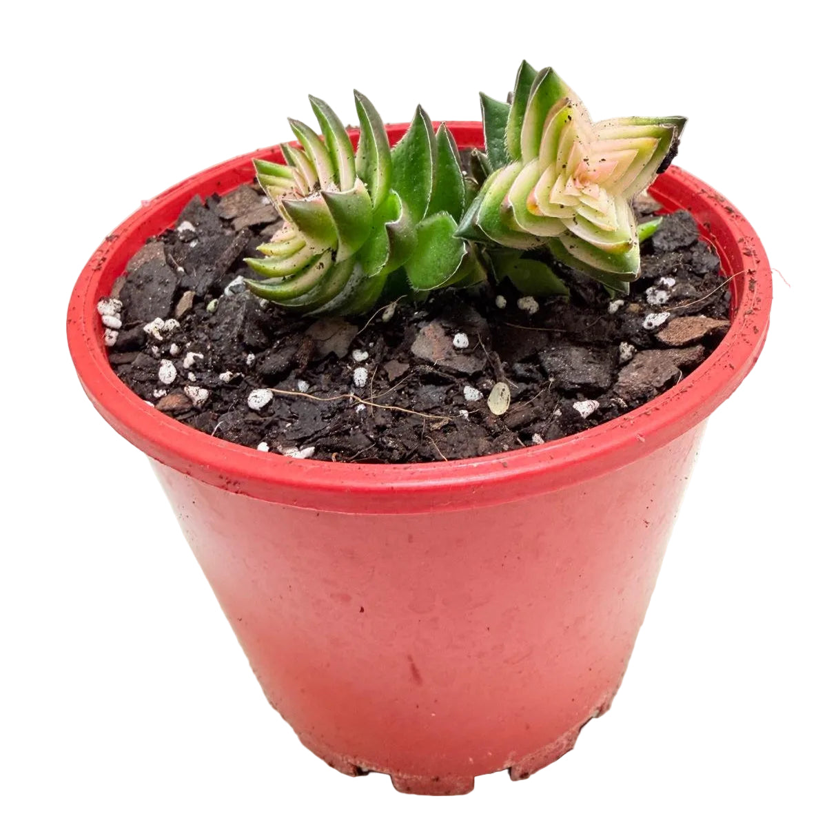 Buy Crassula perforata 'White Variegated' | Variegated Succulent