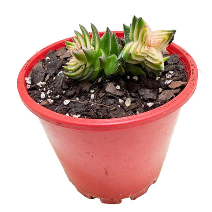 Buy Crassula perforata 'White Variegated' | Variegated Succulent