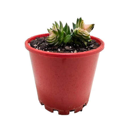 Buy Crassula perforata 'White Variegated' | Variegated Succulent