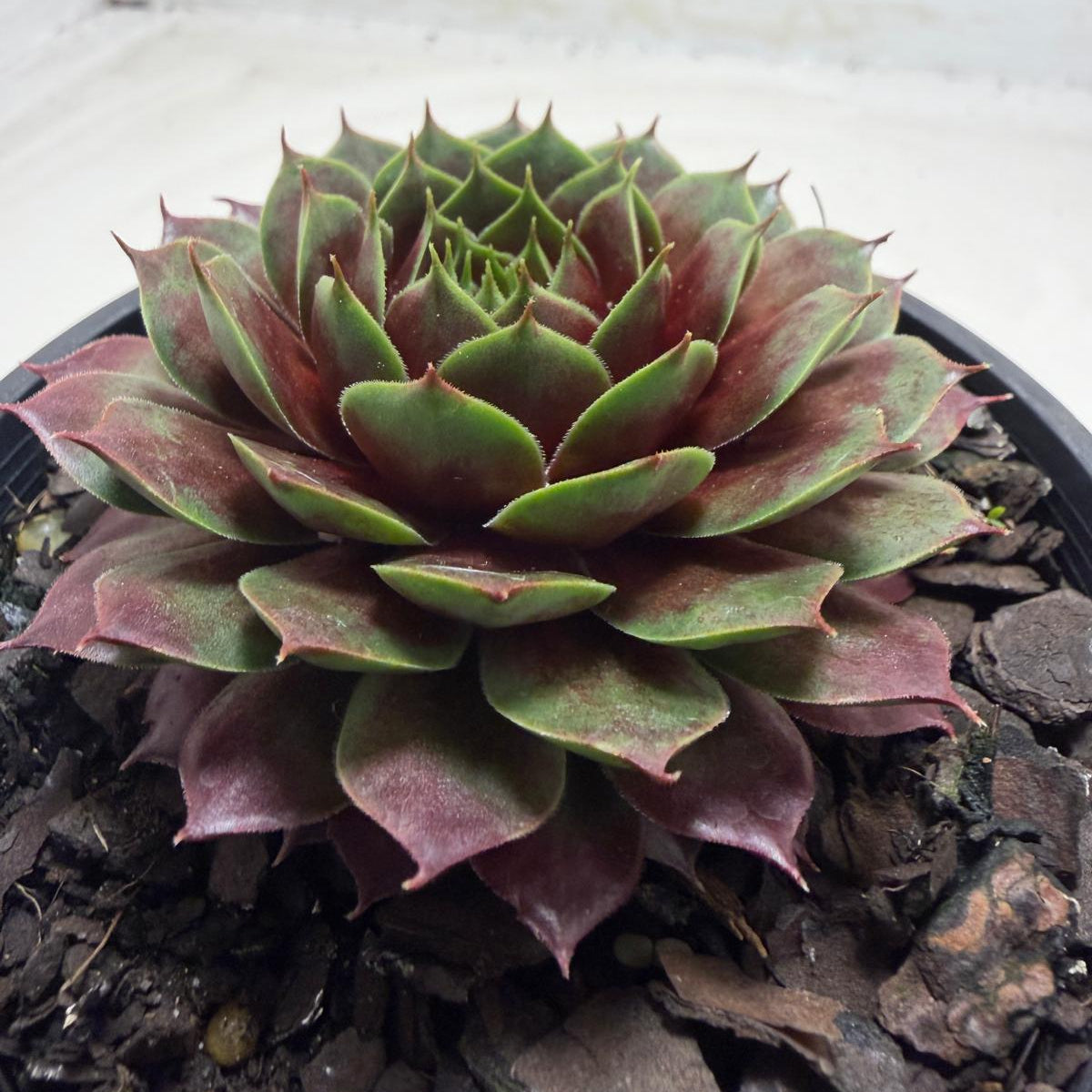 Sempervivum 'Marlands Beauty' | Colourful Hen & Chicks