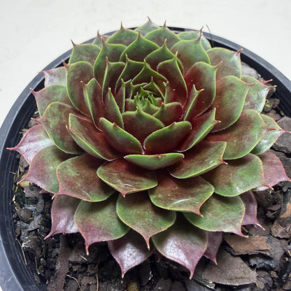 Sempervivum 'Marlands Beauty' | Colourful Hen & Chicks