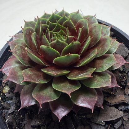 Sempervivum 'Marlands Beauty' | Colourful Hen & Chicks