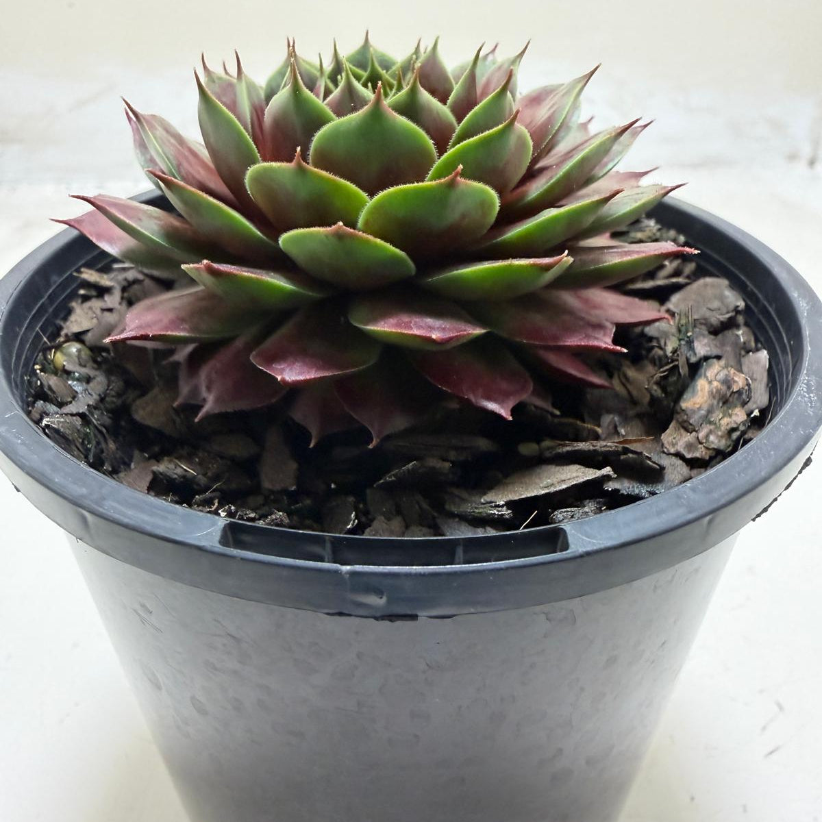 Sempervivum 'Marlands Beauty' | Colourful Hen & Chicks