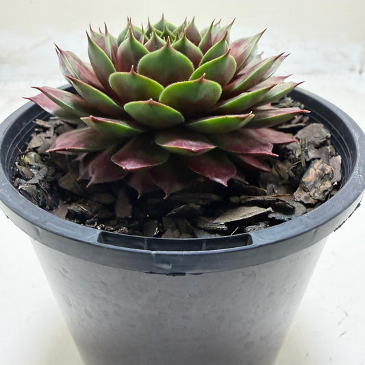 Sempervivum 'Marlands Beauty' | Colourful Hen & Chicks