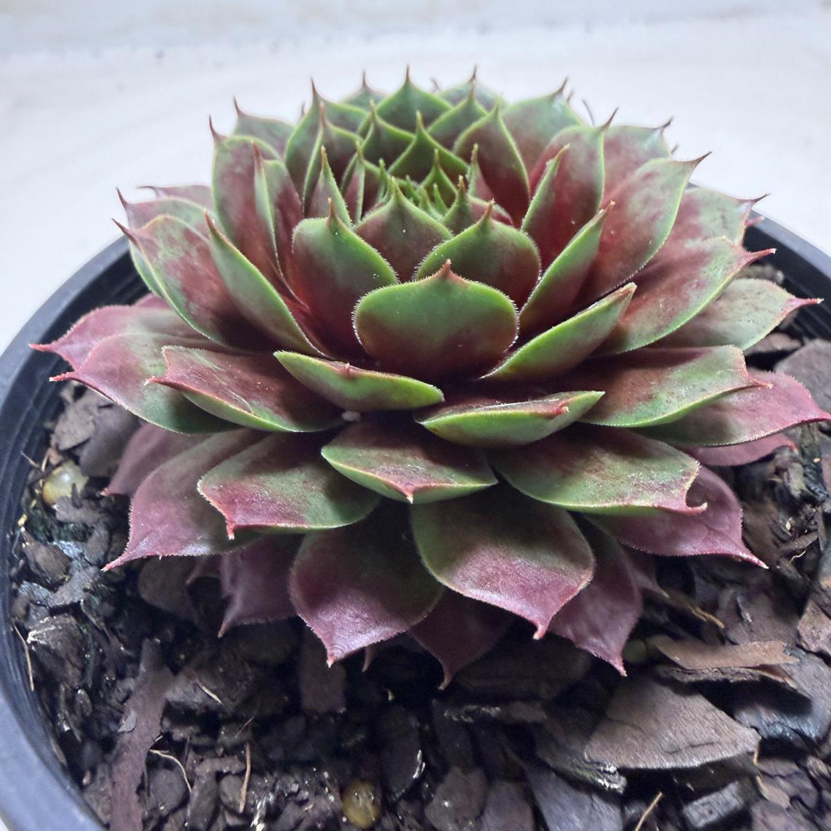 Sempervivum 'Marlands Beauty' | Colourful Hen & Chicks