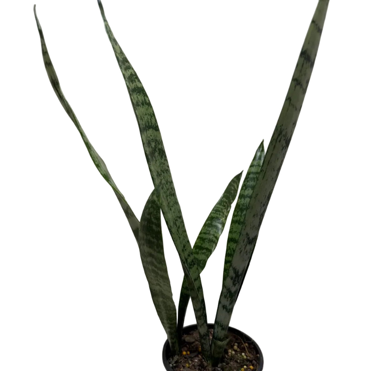 Sansevieria Trifasciata | Low Maintenance Houseplant|100mm