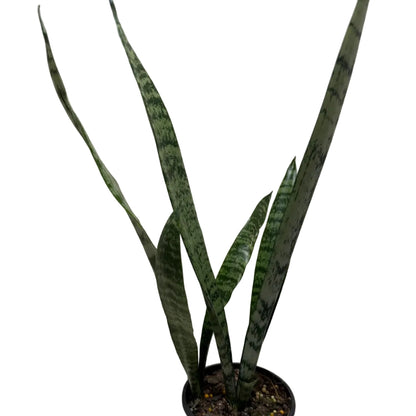 Sansevieria Trifasciata | Low Maintenance Houseplant|100mm
