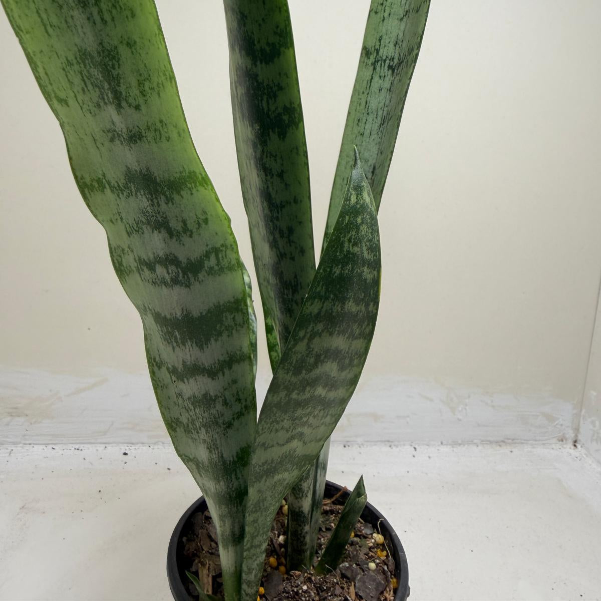 Sansevieria Trifasciata | Low Maintenance Houseplant|100mm