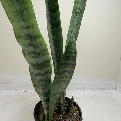 Sansevieria Trifasciata | Low Maintenance Houseplant|100mm