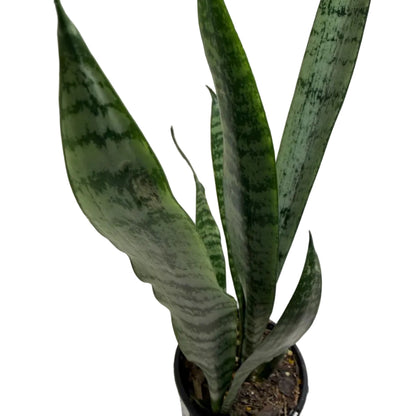 Sansevieria Trifasciata | Low Maintenance Houseplant|100mm