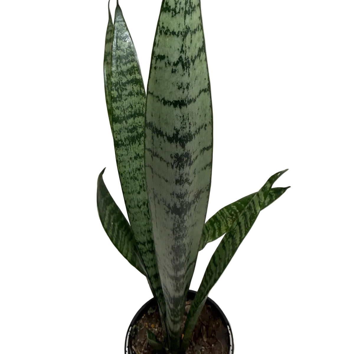 Sansevieria Trifasciata | Low Maintenance Houseplant|100mm