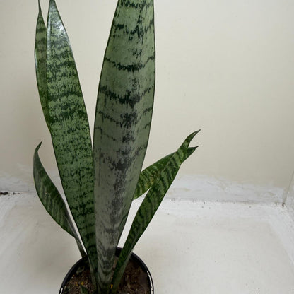 Sansevieria Trifasciata | Low Maintenance Houseplant|100mm