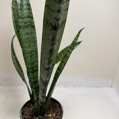Sansevieria Trifasciata | Low Maintenance Houseplant|100mm