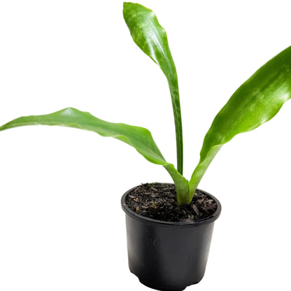 Sansevieria Zeylanica (Snake Plant) | Easy Care Indoor Plant|100mm