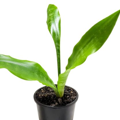 Sansevieria Zeylanica (Snake Plant) | Easy Care Indoor Plant|100mm