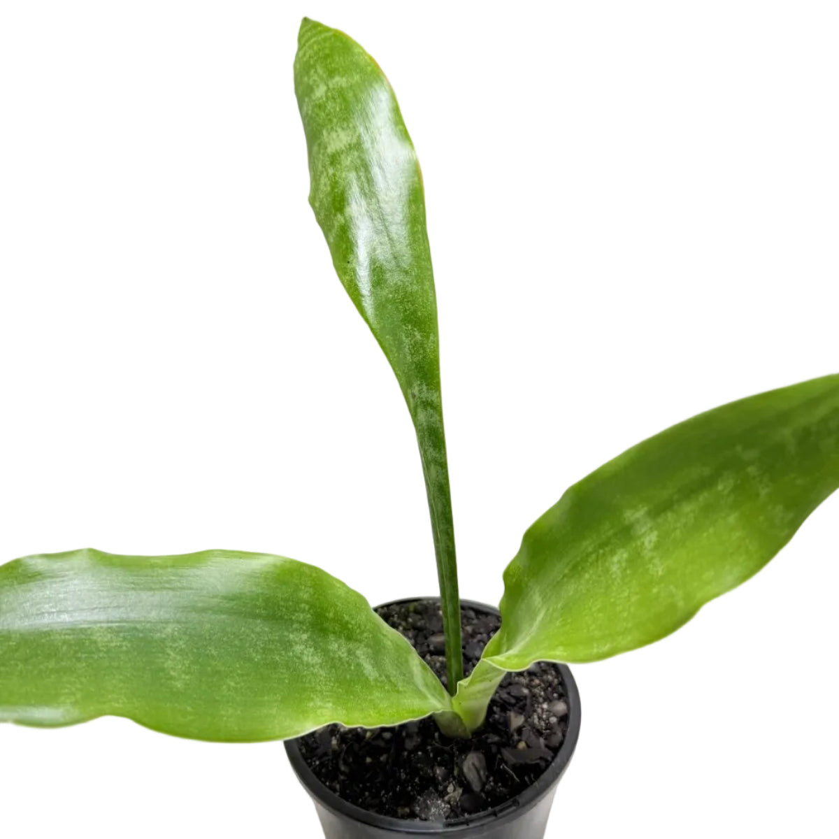 Sansevieria Zeylanica (Snake Plant) | Easy Care Indoor Plant|100mm