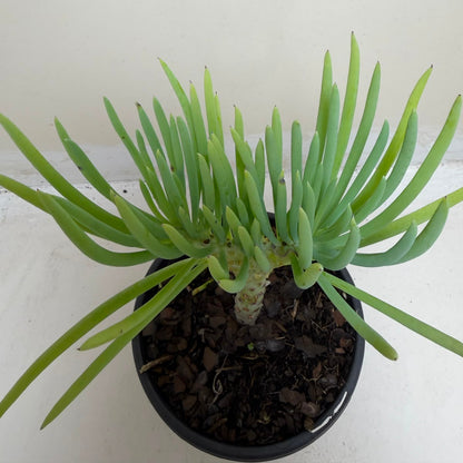 Mermaid Tail : Crested Senecio Talinoides - Narrow Leaf Chalk Stick #1001