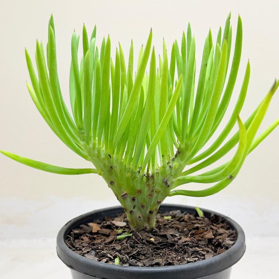 Mermaid Tail : Crested Senecio Talinoides - Narrow Leaf Chalk Stick #1002