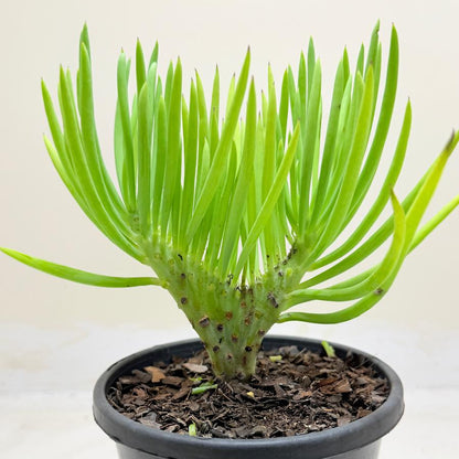 Mermaid Tail : Crested Senecio Talinoides - Narrow Leaf Chalk Stick #1002