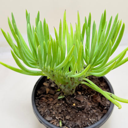 Mermaid Tail : Crested Senecio Talinoides - Narrow Leaf Chalk Stick #1002
