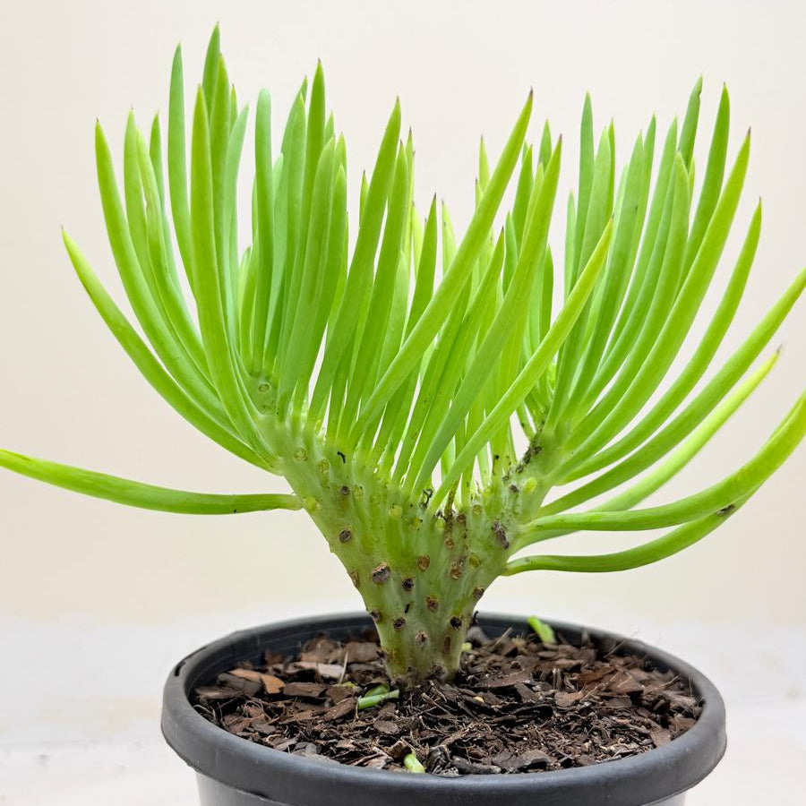 Mermaid Tail : Crested Senecio Talinoides - Narrow Leaf Chalk Stick #1002