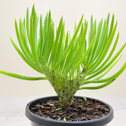 Mermaid Tail : Crested Senecio Talinoides - Narrow Leaf Chalk Stick #1002