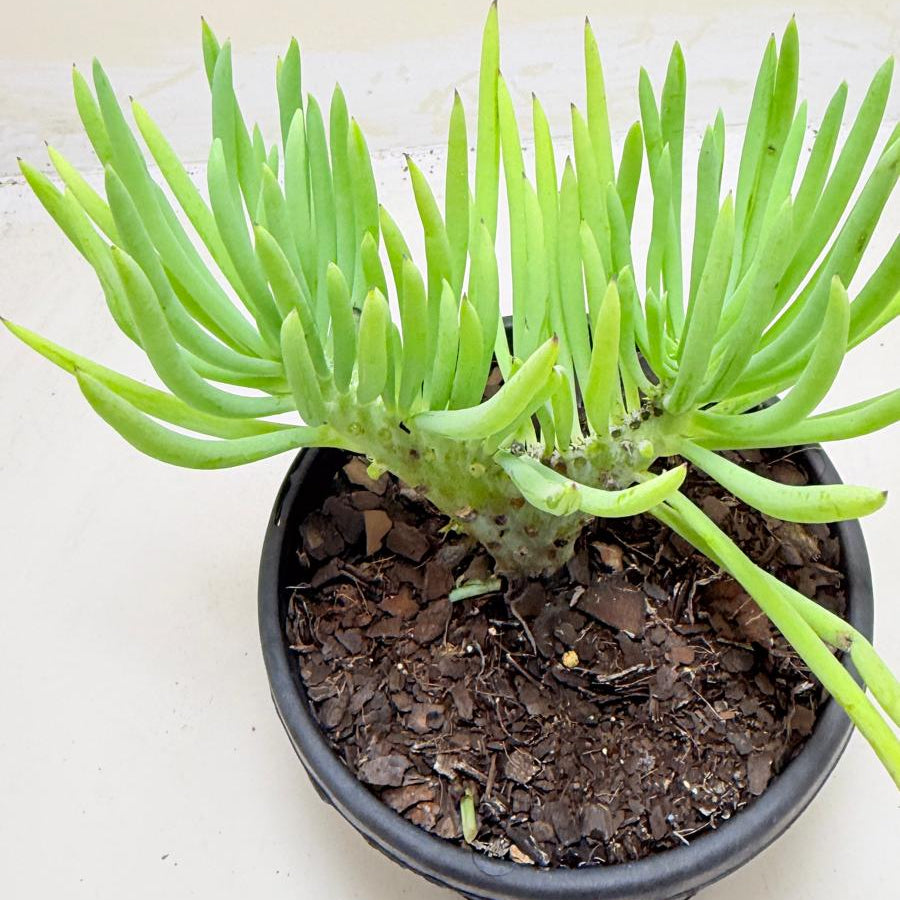 Mermaid Tail : Crested Senecio Talinoides - Narrow Leaf Chalk Stick #1002