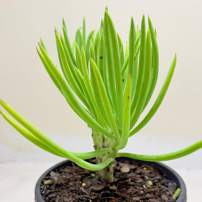 Mermaid Tail : Crested Senecio Talinoides - Narrow Leaf Chalk Stick #1002