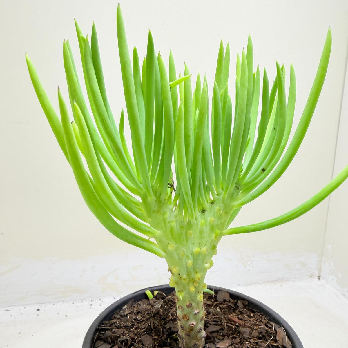 Mermaid Tail : Crested Senecio Talinoides - Narrow Leaf Chalk Stick #1003