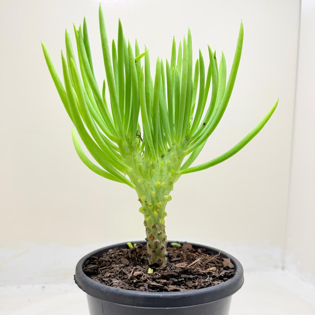 Mermaid Tail : Crested Senecio Talinoides - Narrow Leaf Chalk Stick #1003